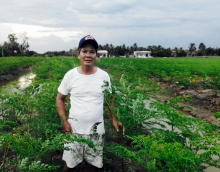 Cây thảo dược thiên nhiên