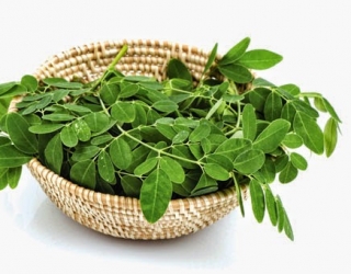 Rau moringa chùm ngây