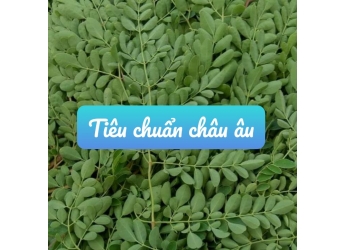 RAU CHÙM NGÂY nguồn dinh dưỡng thường ngày cho gia đình bạn 