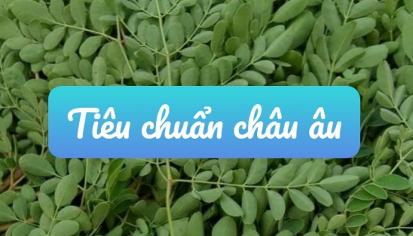 Tiêu chuẩn sản xuất năng xuất cao, xuất khẩu Châu âu